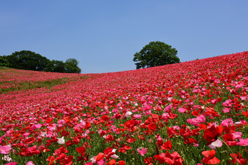 ポピー畑/Poppy field
