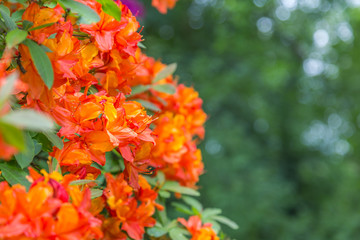 Orange Rhododendron Flowers  background