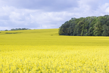Golden rape field