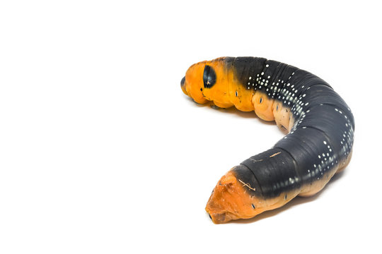 Worm white background