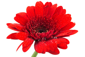 Red Gerbera daisy on a white background