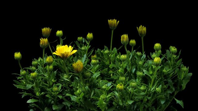 Time-lapse of African Daisy/Cape Marigold (Osteospermum ecklonis var.) flowers blooming. 