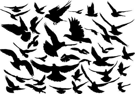 Vector set of silhouettes of 36 flying birds 