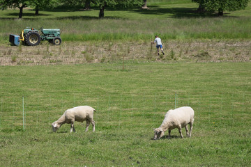 Schafe am weiden mit Traktor und Bauer auf dem Feld