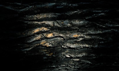 The bark of the tree on the border of light and shadow. Dark wood background. Natural dark wooden pattern