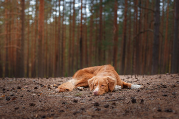 Dog Nova Scotia Duck Tolling Retriever walking in summer park