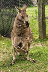 Kangaroo with baby