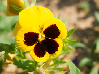 Yellow pansy is beautiful,