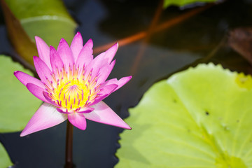 Lotus bloom pink evening