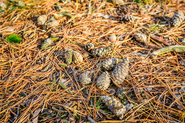 Autumnal forest bottom from close