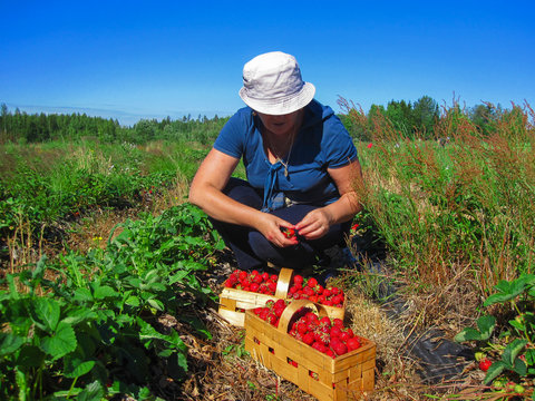 The woman in the hat gathers   red   strawberries in wooden baskets at strawberry field on a farm