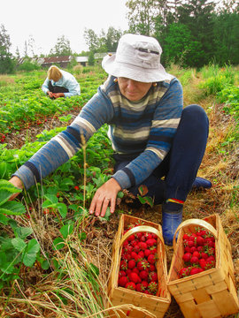 The woman in the hat gathers   red   strawberries in wooden baskets at strawberry field on a farm.