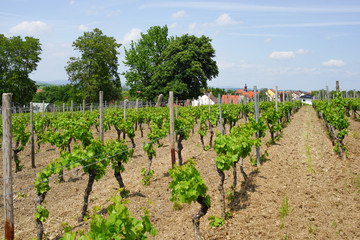 Wine agriculture in rhine-hesse in Springtime, Germany