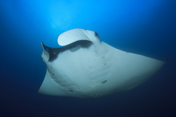 Manta Ray underwater in ocean