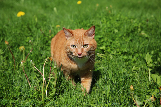 Red cat walking on the grass