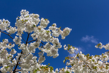 Blossom cherry tree in spring time