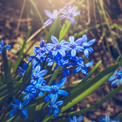 Scilla siberica (Siberian squill or wood squill) with sunlight pouring on it