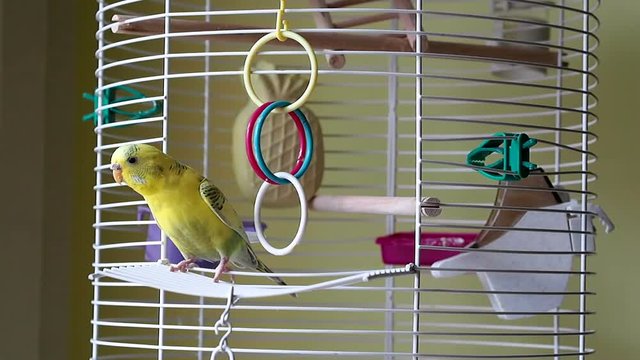 Yellow budgerigar going out of his cage.
