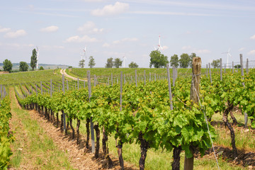 Fototapeta na wymiar Wine agriculture in rhine-hesse in Springtime, Germany