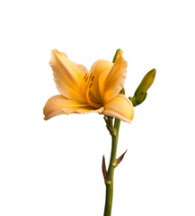 Yellow-orange miniature daylily