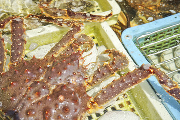Taraba king crabs in Hakodate morning market, Japan.