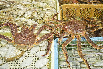 Taraba king crabs in Hakodate morning market, Japan.