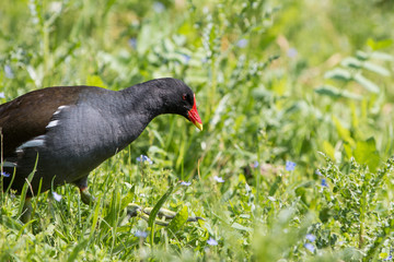 Teichralle oder Teichhuhn (Gallinula chloropus)