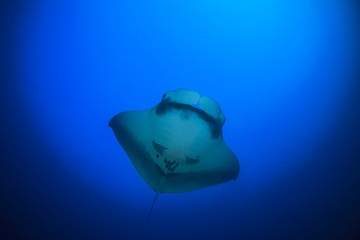 Manta Ray underwater in ocean