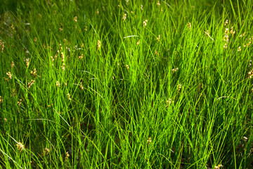 meadow. drops of dew and in sunshine on the spring green grass.