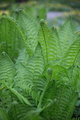 Green fern leaves. Selective soft focuse and boke on background