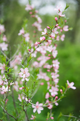 Bright pink rosy flowers. Selective soft focuse and boke on background