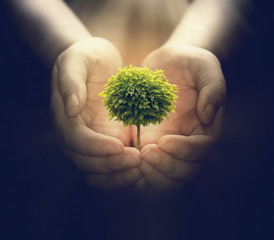 human hands holding a small tree