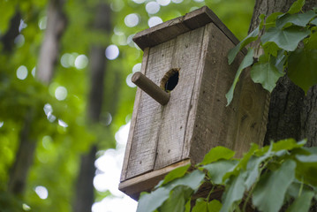 Nesting box or birfhouse on the tree in the park