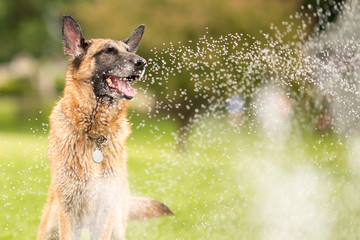 German Shepherd Dog Outside Playing In Water