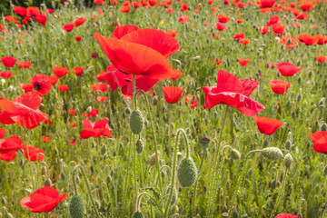 Obraz premium Field with poppy
