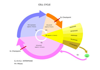 biology: cell cycle, main phases