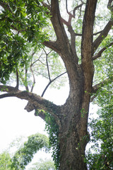 Obraz premium Old tree in home garden
