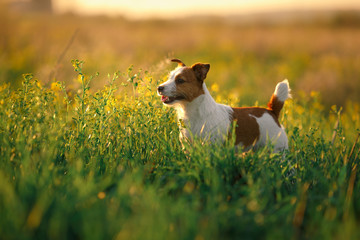 Dog Jack Russell Terrier