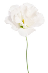 Beauty white flower isolated on white. Eustoma