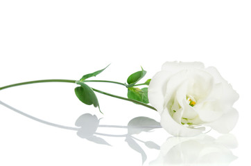 Beautiful white flower with leafs on white background. Eustoma