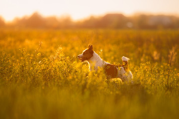 Dog Jack Russell Terrier