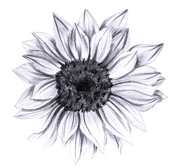 Obraz premium Sunflower in bloom, hand drawn on white background