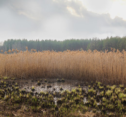 Obraz premium Swamp with dry grass spring evening