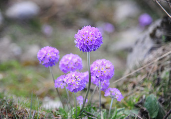 Purple Primulas flowers (Primula farinose) in North Sikkim, Indi
