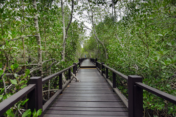 Fototapeta premium Wood passage way into mangrove forest (Trees include Rhizophorac