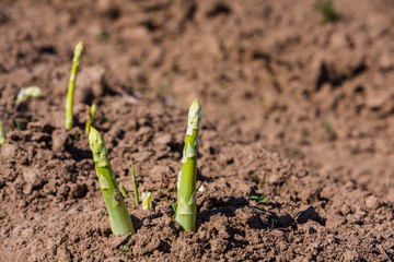 Spargel