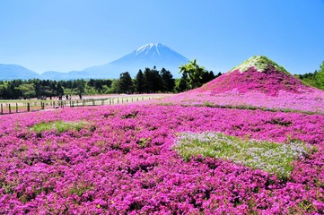 Obraz premium 富士山と芝桜