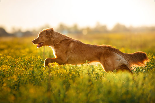 Dog Nova Scotia Duck Tolling Retriever walking