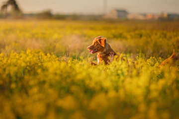 Dog Nova Scotia Duck Tolling Retriever walking