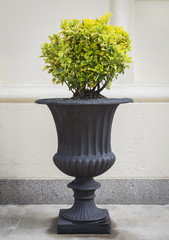 Classical Urn with Round Topiary: A dark gray reproduction classical urn with a globe shaped topiary planting